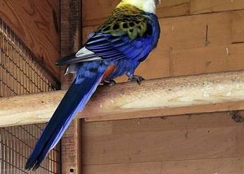 Papużka  zmieni dom