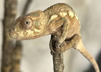 Kameleon lamparci 4 samiczki