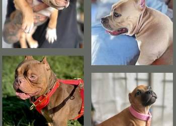 American Bully ABKC suczki