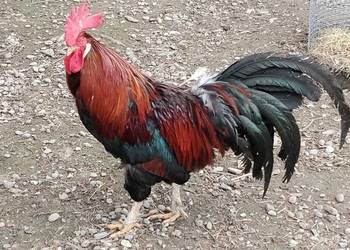 Koguty włoszki, legbary 25r.