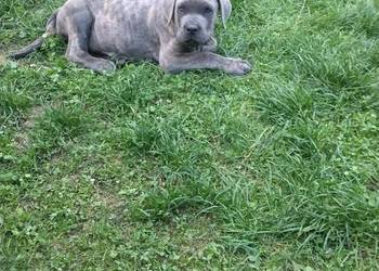 Cane Corao Italiano