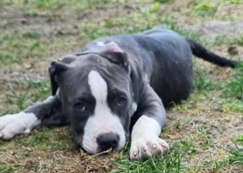 American Staffordshire Terrier Pies