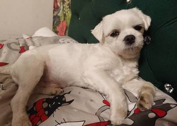 Reproduktor zhpr piesek FCI