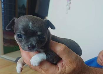 Niebieska  Ziawjskowa Dziewczynka Chihuahua