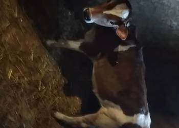 Sprzedam jałóweczkę 4 miesięczną