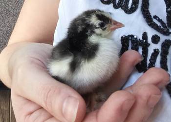 Jaja lęgowe kochin miniaturowy