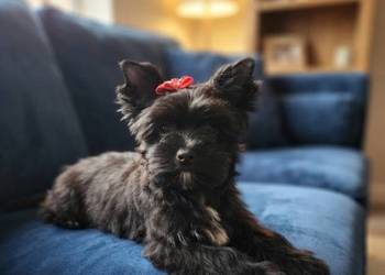 Yorkshire Terrier czarna sunia