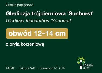 Glediczja trójcierniowa 'Sunburst' obwód 12-14 cm, z bryłą – HURT