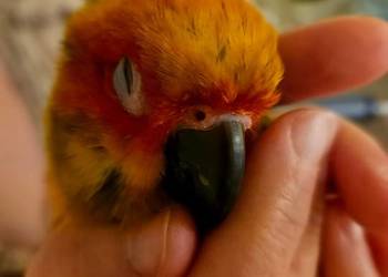 Papuga konura słoneczna ręcznie karmiona oswojona