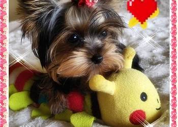 YORK,YORKSHIRE TERRIER!ELITARNE MINI,MICRO CUDEŃKA XXS!