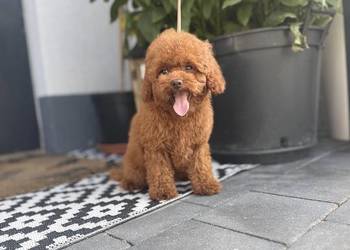 Pudel Toy piesek mocny kolor red