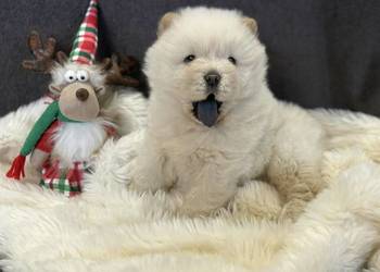 CHOW CHOW PIĘKNA SUNIA KREMOWA DO ODBIORU