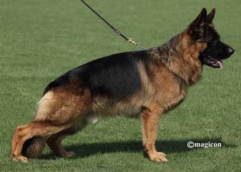 Owczarek Niemiecki Suka Rodowód FCI