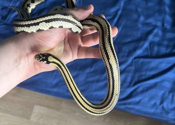 Wąż zbożowy hybrydaJungle pueblacorn lampropeltis puebla x zbożowego Tesser