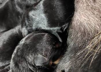 Rottweiler samiec ZKwP/FCI