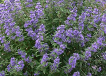 BARBULA KLADOŃSKA Heavenly Blue - sadzonki w doniczkach