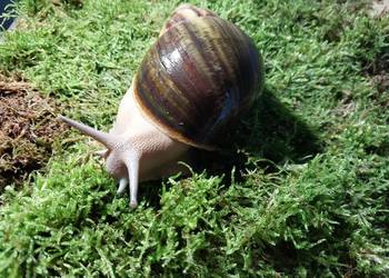 Ślimak Afrykański Archachatina Ventricosa