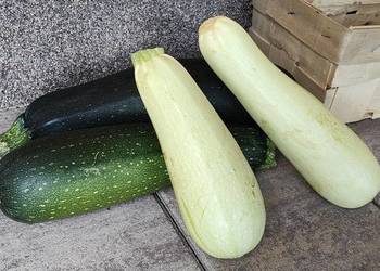 Cukinia