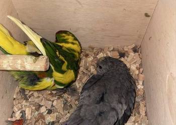 Modrolotki czerwonoczelne/kozie ręcznie karmione