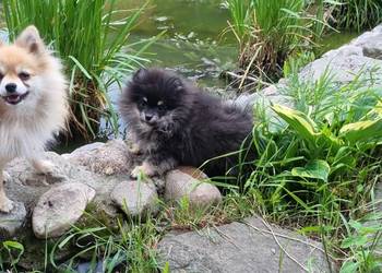 Szpic miniaturowy pomeranian malutki!!!