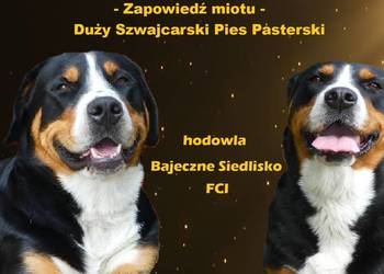 Duży szwajcarski pies pasterski szczeniaki szczenięta zapowiedź miotu