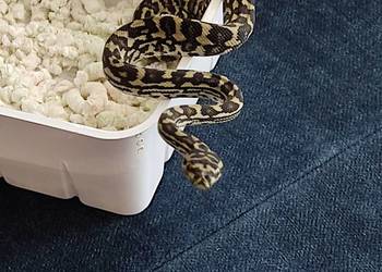 morelia spilota variegata pyton dywanowy samiec