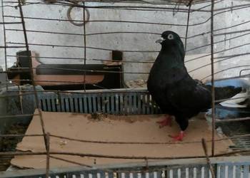 Sprzedam orliki lubelskie