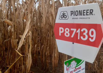 Nasiona kukurydzy Pioneer P87139 FAO K250 Nasiona kukurydzy Pioneer P87139 FAO K250