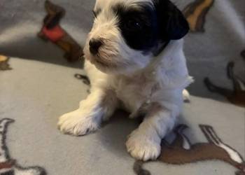 Do Rezerwacji Szczenięta Morkie