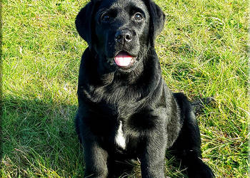 Czarne  szczenięta rasy Labrador Retriever ZKwP/FCI