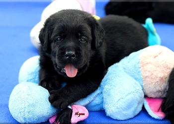 Czarne  szczenięta rasy Labrador Retriever ZKwP/FCI