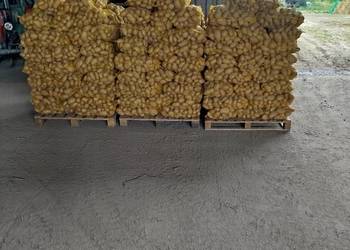 Ziemniaki jadalne colombo Riviera