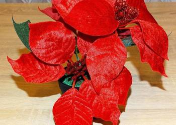 Ozdoba świąteczna sztuczny kwiat w doniczce poinsecja gwiazda betlejemska