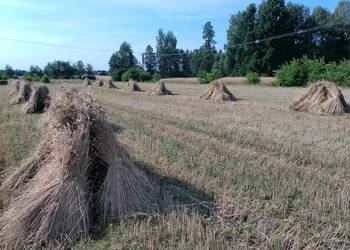 Słoma żytnia prosta skoszona snopowiązałką