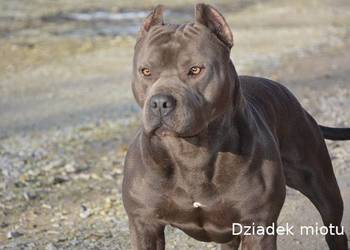 Amstaff Blue – suczka SAGA | American Staffordshire Terrier