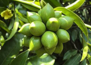 BHANDARI Artabotrys hexapetalus - NASIONA 13 sztuk - 10g