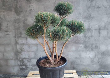 Sosna pospolita formowana 090 NIWAKI, BONSAI OGRODOWE, Topiary