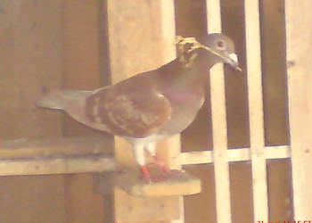 Sprzedam gołębie pocztowe