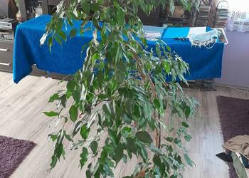 Fikus Danielle Ficus Benjamin 150cm