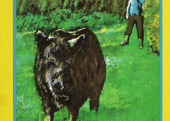 Wędrówki z dziadkiem Romanem - J. E. Kucharski.