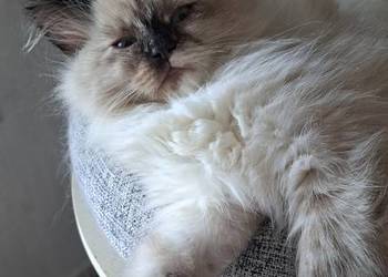 Kotka neva masquerade syberyjska szylkret