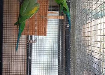 Aleksandretty chińskie parka gotowa na lęgi