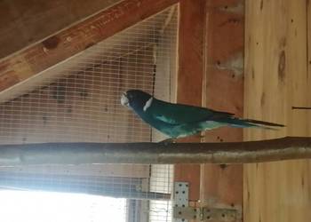 Sprzedam samca kragena niebieskiego