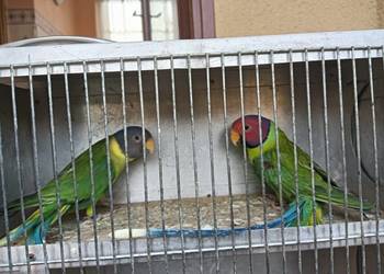 Aleksandretty Śliwogłowe