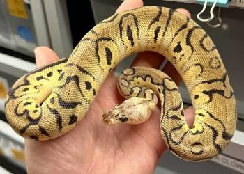 Python regius, wąż królewski