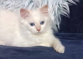 Koty Syberyjskie Neva Masquerade - ROYAL ZKolakowegoDomu*PL