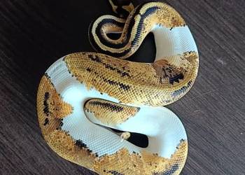 Pyton Regius Pastel Pied samiec