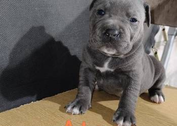 American PitBull Terrier