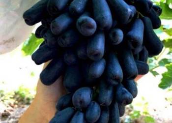 Sadzonki obiecujących odmian winogron