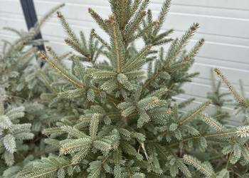 Choinki Bożonarodzeniowe  jodła kaukaska